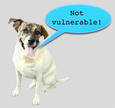 poodle vulerability