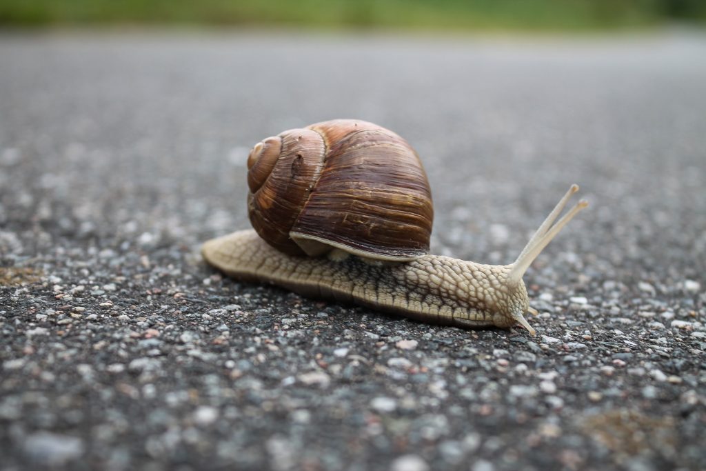 slow